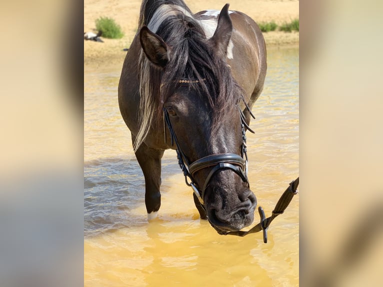 Lewitzer Mix Mare 18 years 14,2 hh Pinto in Rotenburg (Wümme)