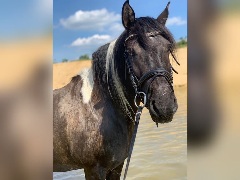 Lewitzer Mix Mare 18 years 14,2 hh Pinto in Rotenburg (Wümme)