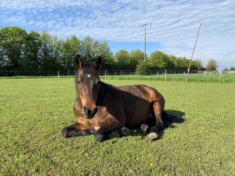 Lewitzer Mare 18 years 14,2 hh in M&#xFC;nchen