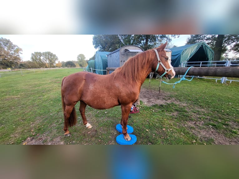 Lewitzer Mare 19 years 13.2 hh Chestnut-Red in Heidgraben