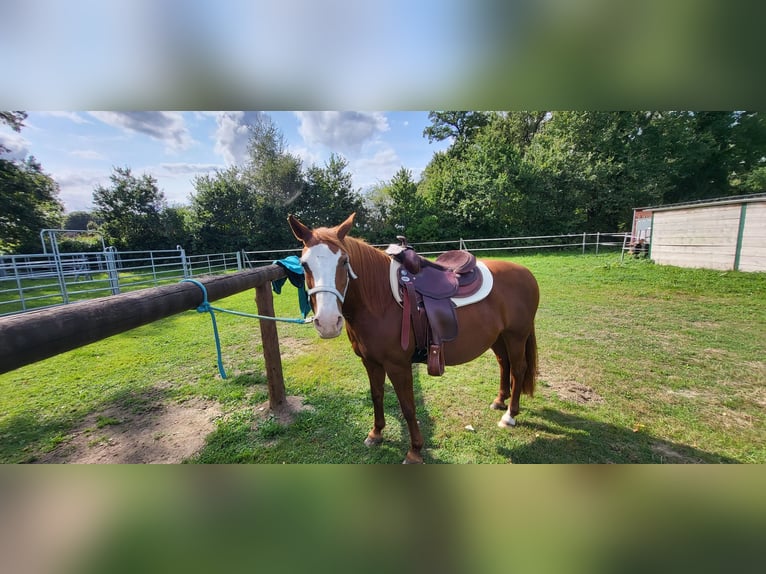 Lewitzer Mare 19 years 13.2 hh Chestnut-Red in Heidgraben