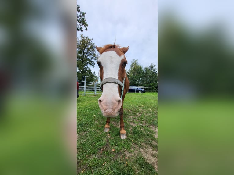 Lewitzer Mare 19 years 13,2 hh Chestnut-Red in Heidgraben