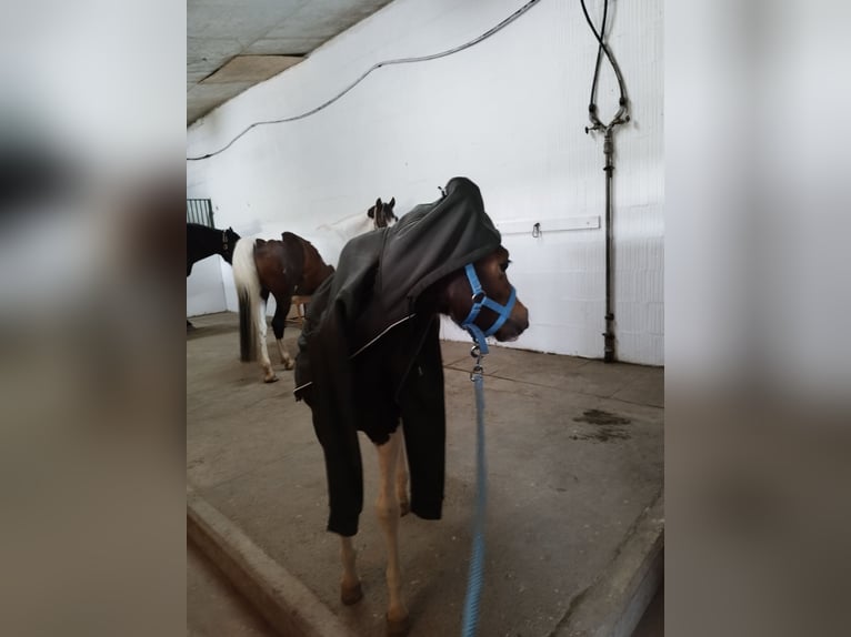 Lewitzer Mare 1 year 12,1 hh Pinto in Kronprinzenkoog