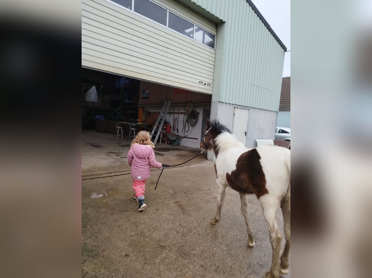 Lewitzer Mare 1 year 12,1 hh Pinto in Kronprinzenkoog