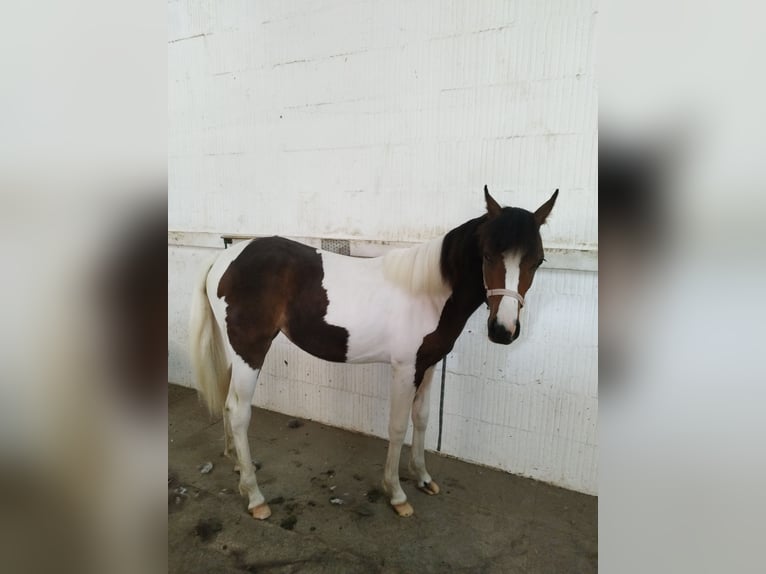Lewitzer Mare 1 year 12,1 hh Pinto in Kronprinzenkoog