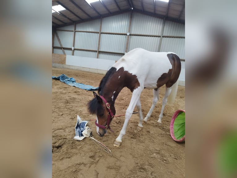 Lewitzer Mare 1 year 12,1 hh Pinto in Kronprinzenkoog
