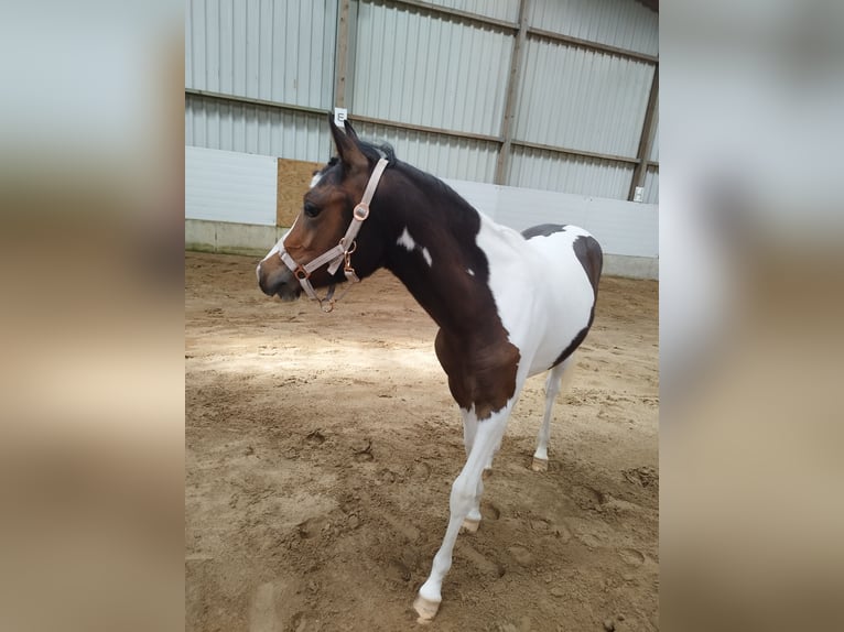 Lewitzer Mare 1 year 12,1 hh Pinto in Kronprinzenkoog