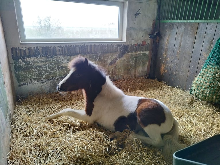 Lewitzer Mare 1 year 12,1 hh Pinto in Kronprinzenkoog