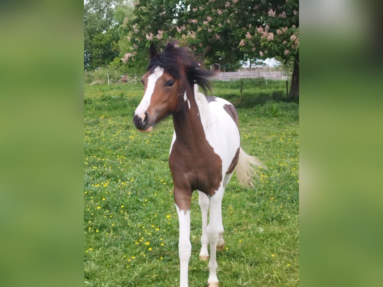 Lewitzer Mare 1 year 12,1 hh Pinto in Kronprinzenkoog