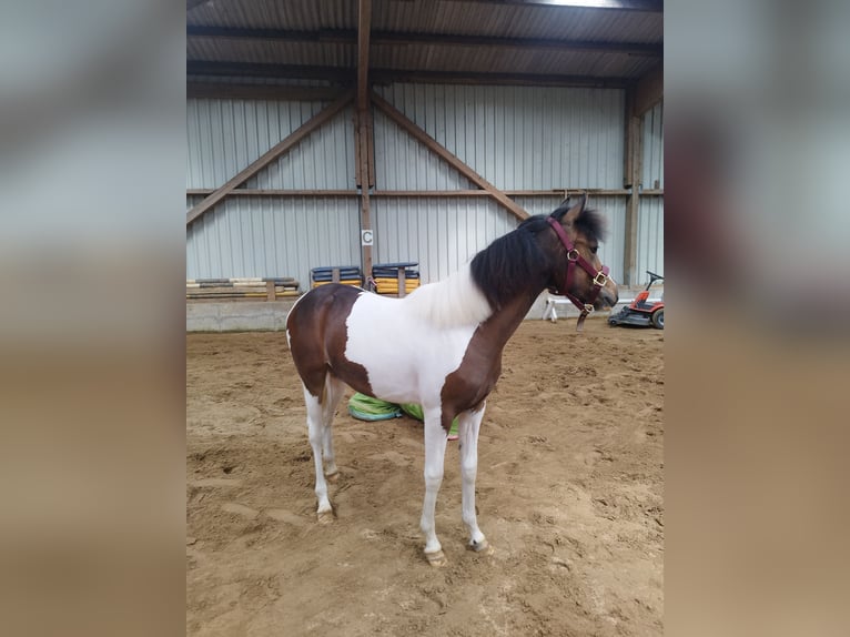Lewitzer Mare 1 year 12,1 hh Pinto in Kronprinzenkoog