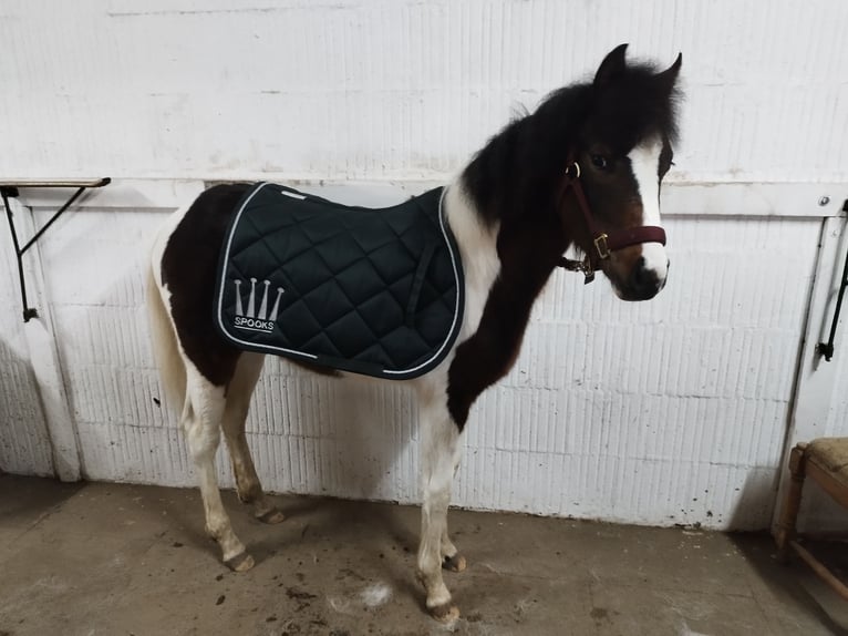 Lewitzer Mare 1 year 12,1 hh Pinto in Kronprinzenkoog