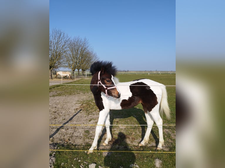 Lewitzer Mare 1 year 12,1 hh Pinto in Kronprinzenkoog