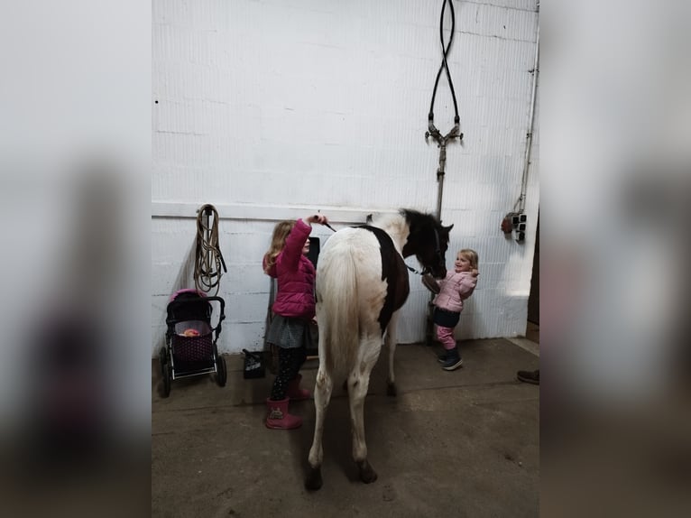 Lewitzer Mare 1 year 12,1 hh Pinto in Kronprinzenkoog