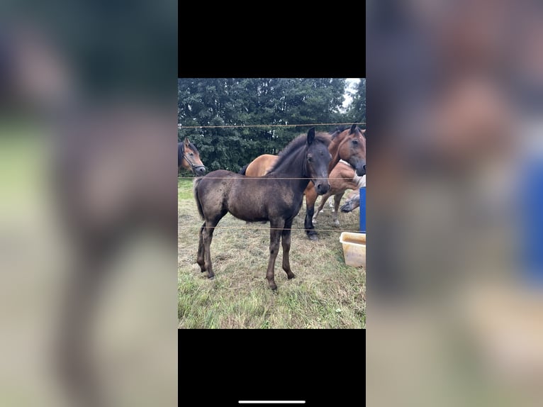 Lewitzer Mix Mare 1 year 14,2 hh Black in Finsterwalde