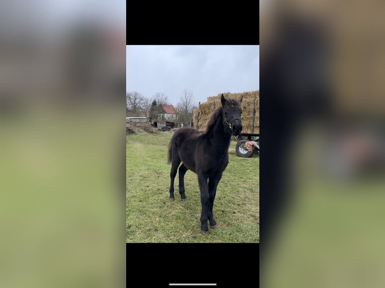 Lewitzer Mix Mare 1 year 14,2 hh Black in Finsterwalde