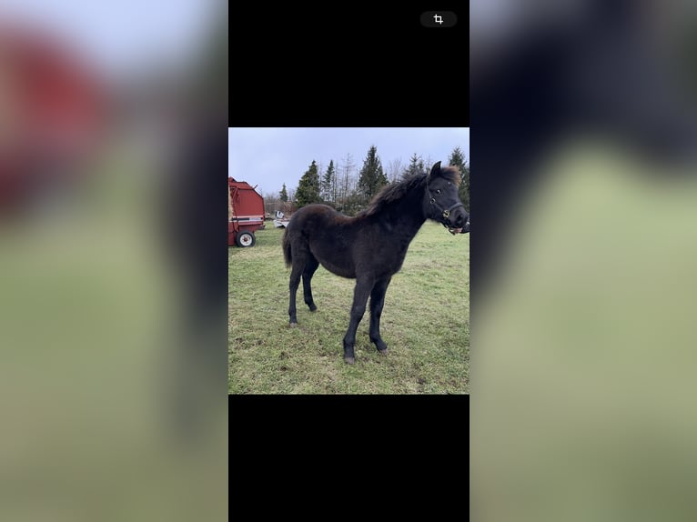 Lewitzer Mix Mare 1 year 14,2 hh Black in Finsterwalde