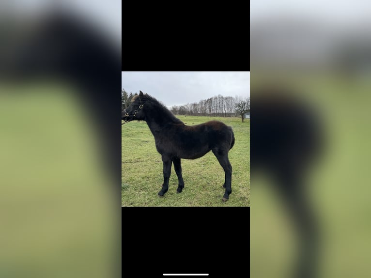 Lewitzer Mix Mare 1 year 14,2 hh Black in Finsterwalde