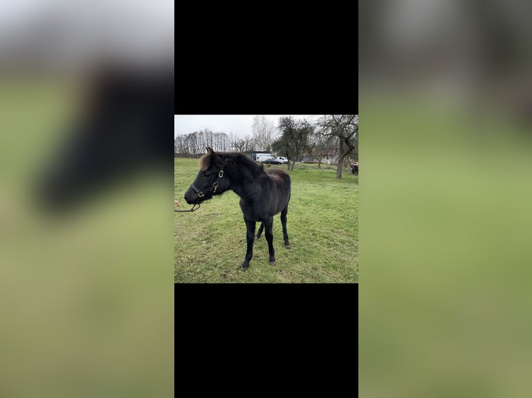 Lewitzer Mix Mare 1 year 14,2 hh Black in Finsterwalde