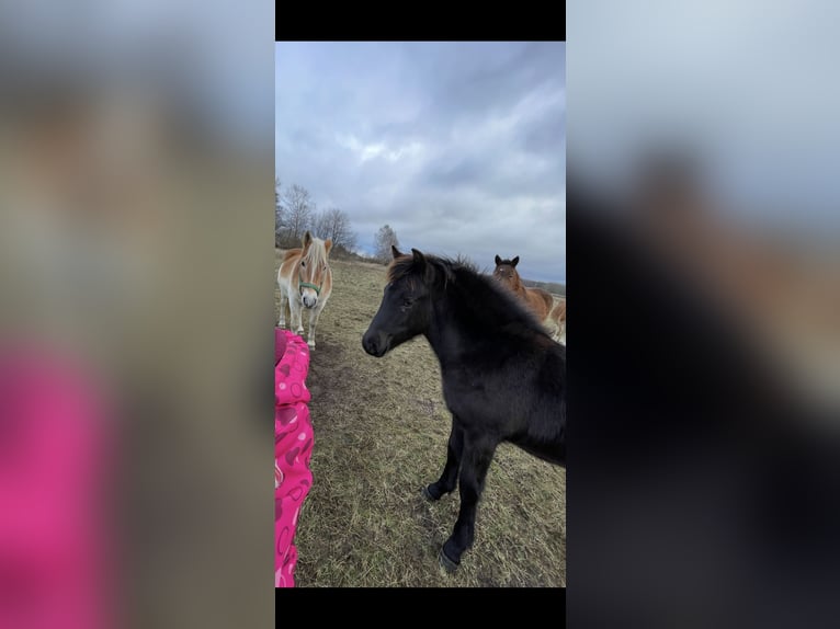 Lewitzer Mix Mare 1 year 14,2 hh Black in Finsterwalde