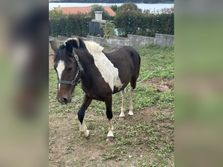 Lewitzer Mare 1 year 14.2 hh Pinto in Oh regeiro fene