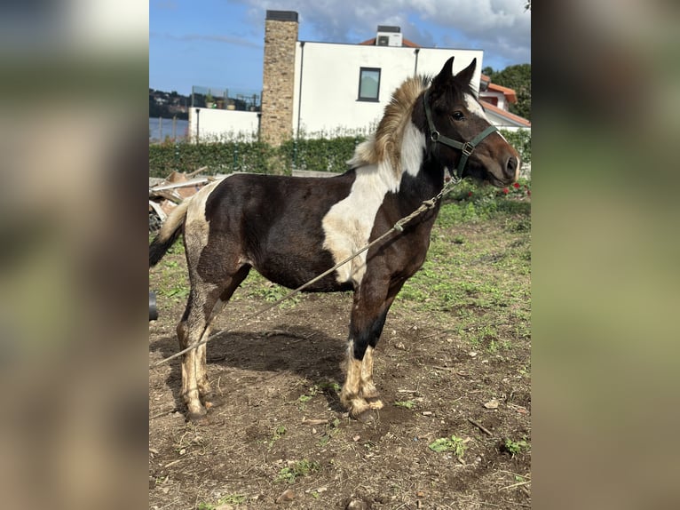 Lewitzer Mare 1 year 14.2 hh Pinto in Oh regeiro fene