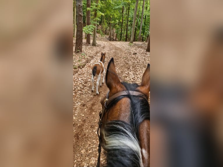 Lewitzer Mare 1 year 14.2 hh Pinto in Ückeritz
