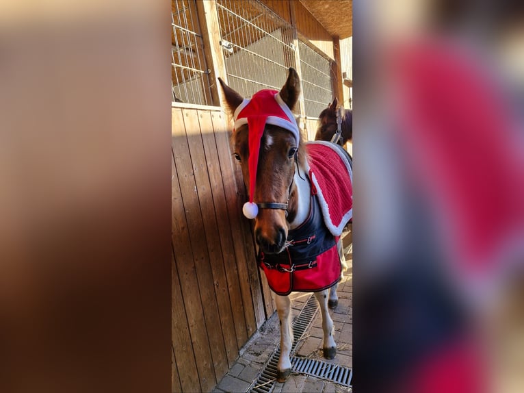 Lewitzer Mare 1 year 14.2 hh Pinto in Ückeritz