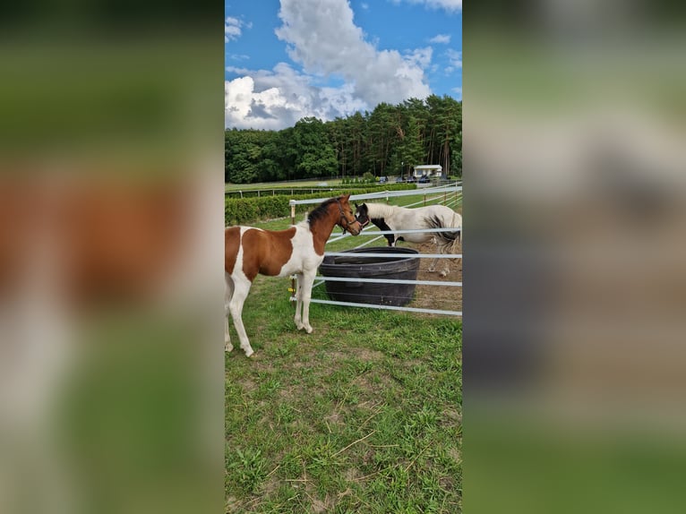 Lewitzer Mare 1 year 14.2 hh Pinto in Ückeritz