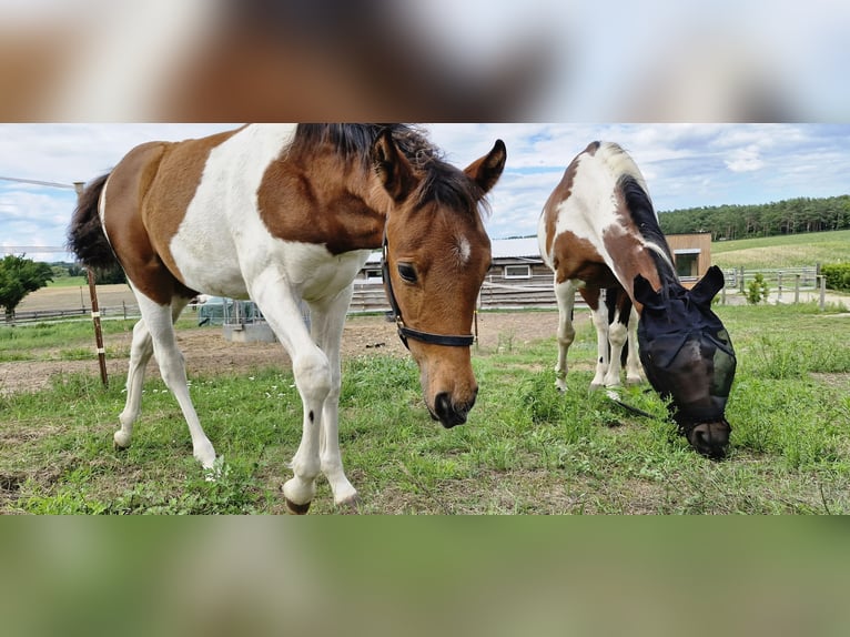 Lewitzer Mare 1 year 14.2 hh Pinto in Ückeritz