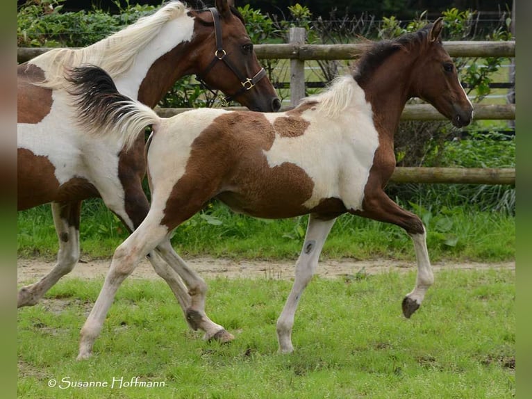 Lewitzer Mare 1 year 14,2 hh Tobiano-all-colors in Mörsdorf