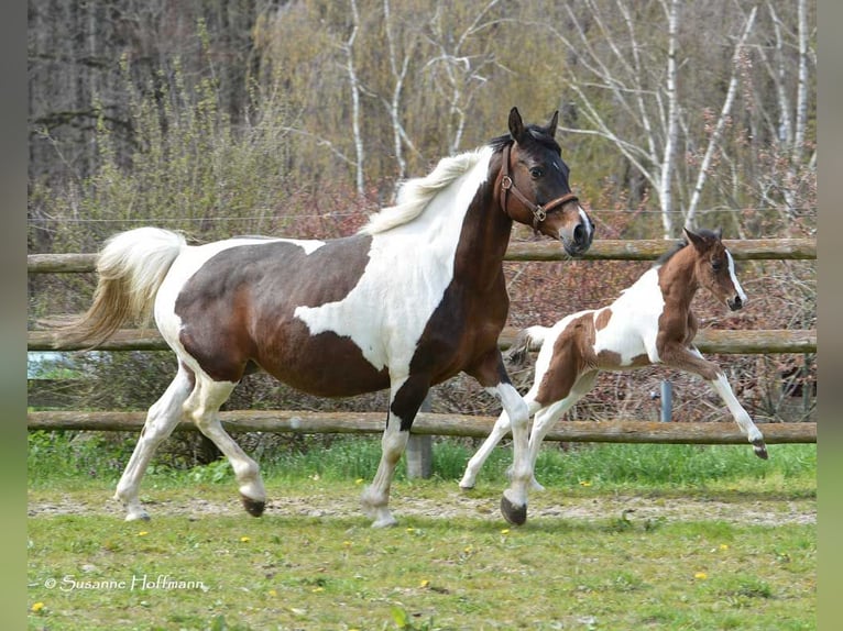 Lewitzer Mare 1 year 14,2 hh Tobiano-all-colors in Mörsdorf
