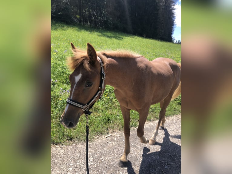 Lewitzer Mare 1 year 14 hh Chestnut-Red in Frankenblick