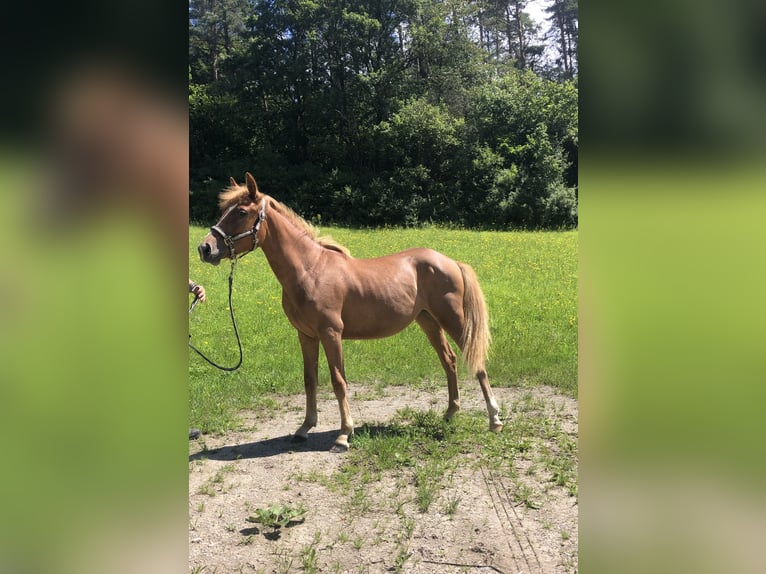 Lewitzer Mare 1 year 14 hh Chestnut-Red in Frankenblick