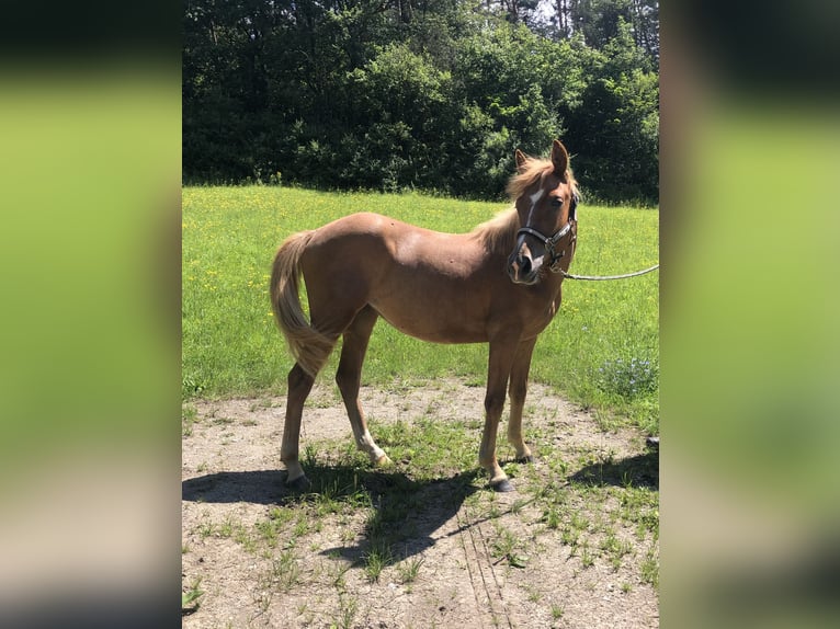 Lewitzer Mare 1 year 14 hh Chestnut-Red in Frankenblick