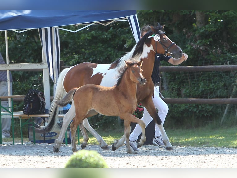 Lewitzer Mare 1 year Brown in Ludwigslust