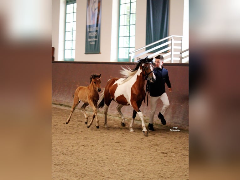 Lewitzer Mare 1 year Brown in Ludwigslust