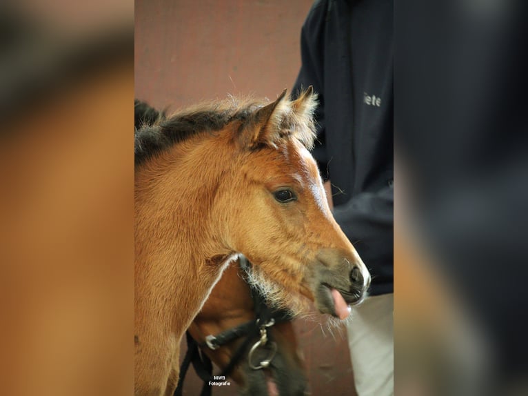 Lewitzer Mare 1 year Brown in Ludwigslust