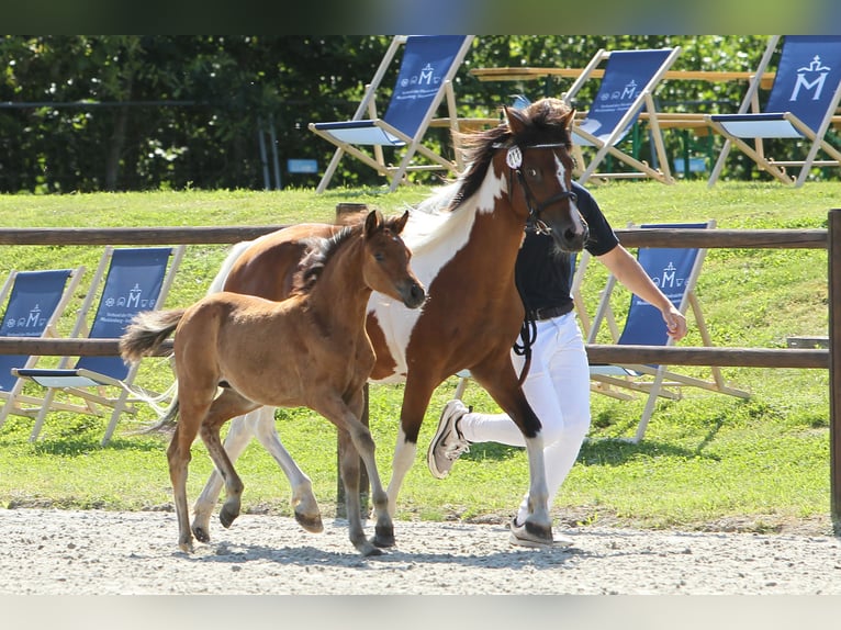 Lewitzer Mare 1 year Brown in Ludwigslust