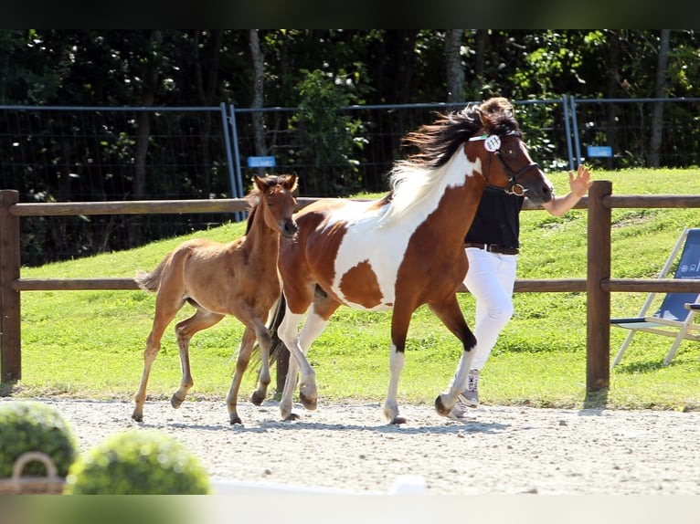 Lewitzer Mare 1 year Brown in Ludwigslust