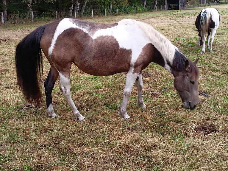 Lewitzer Mix Mare 1 year Pinto in Soltau