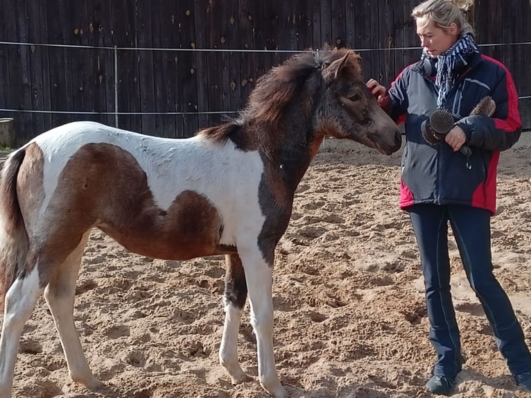 Lewitzer Mix Mare 1 year Pinto in Soltau