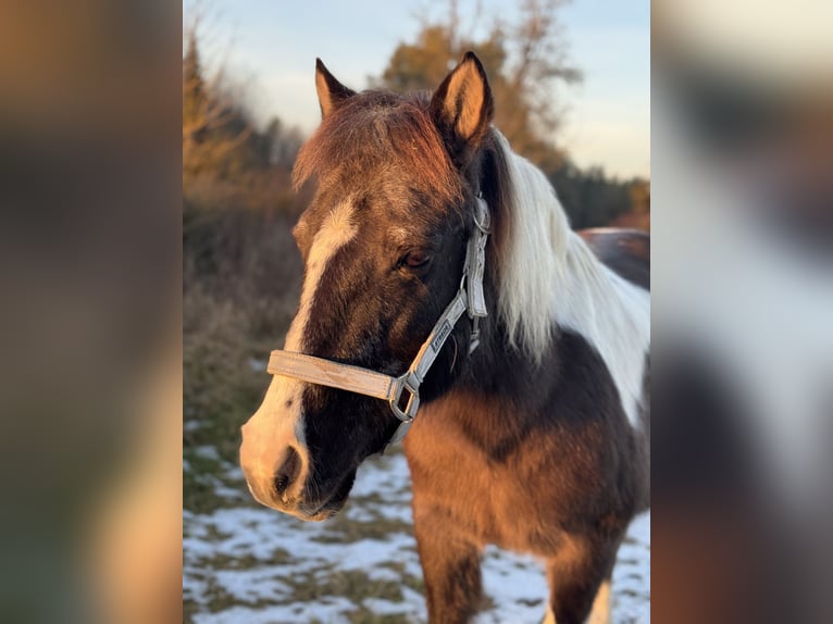Lewitzer Mare 20 years 12.2 hh Pinto in Bad Überkingen
