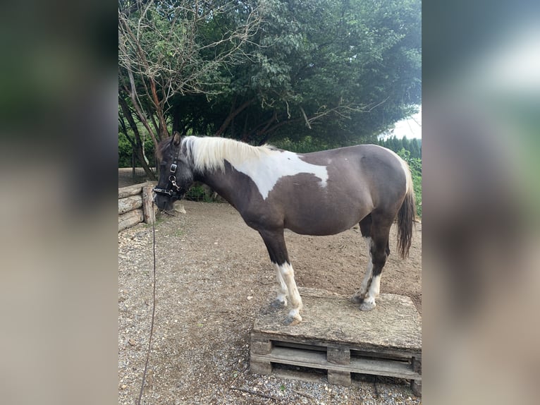 Lewitzer Mare 20 years 12.2 hh Pinto in Bad Überkingen