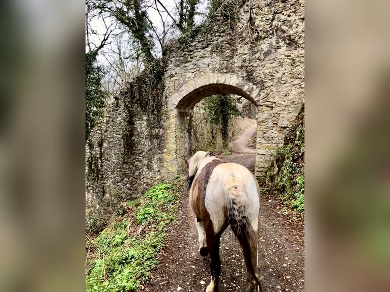 Lewitzer Mare 20 years 12.2 hh Pinto in Bad Überkingen