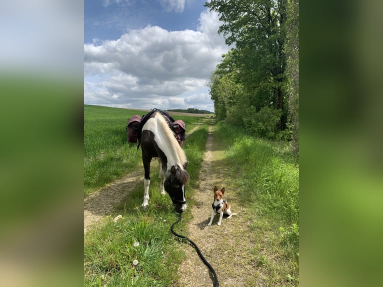 Lewitzer Mare 20 years 12,2 hh Pinto in Bad Überkingen