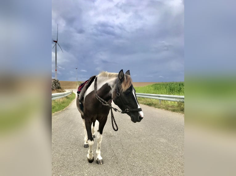 Lewitzer Mare 20 years 12,2 hh Pinto in Bad Überkingen