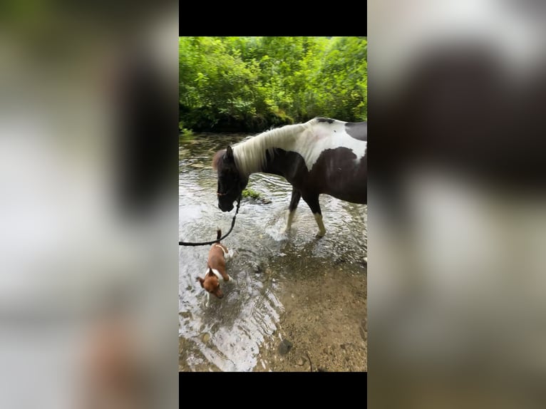 Lewitzer Mare 20 years 12,2 hh Pinto in Bad Überkingen
