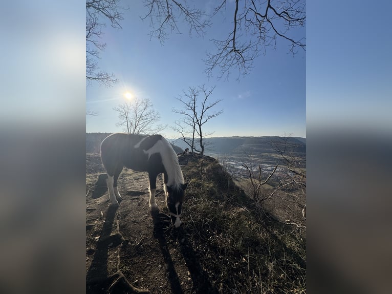 Lewitzer Mare 20 years 12,2 hh Pinto in Bad Überkingen
