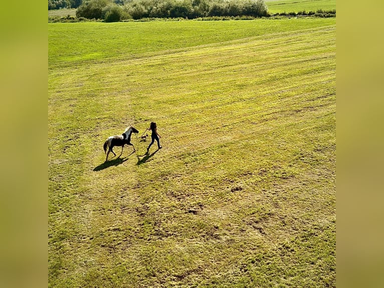 Lewitzer Mare 20 years 12,2 hh Pinto in Bad Überkingen
