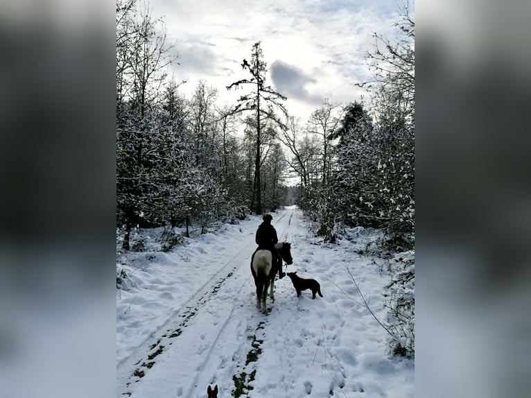 Lewitzer Mare 20 years 12,2 hh Pinto in Bad Überkingen